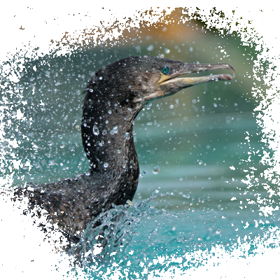 BegBraz, le cormoran en spectacle à l'Aquashow d'Audierne